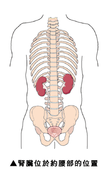腎臟位於約腰部的位置