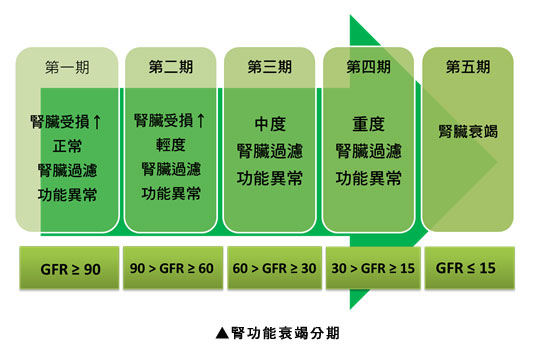 腎臟位於約腰部的位置